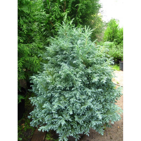 Кипарисовик горохоплодный Булевард (Chamaecyparis pisifera Boulevard) С5