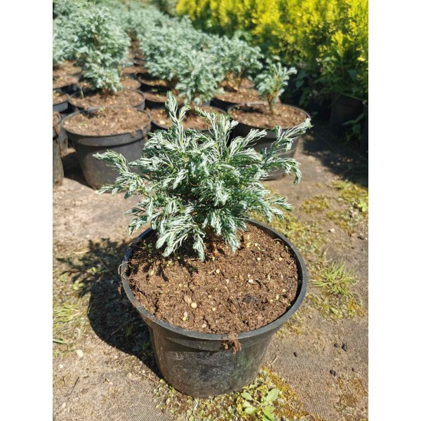 Кипарисовик горохоплодный Булевард (Chamaecyparis pisifera Boulevard) С5