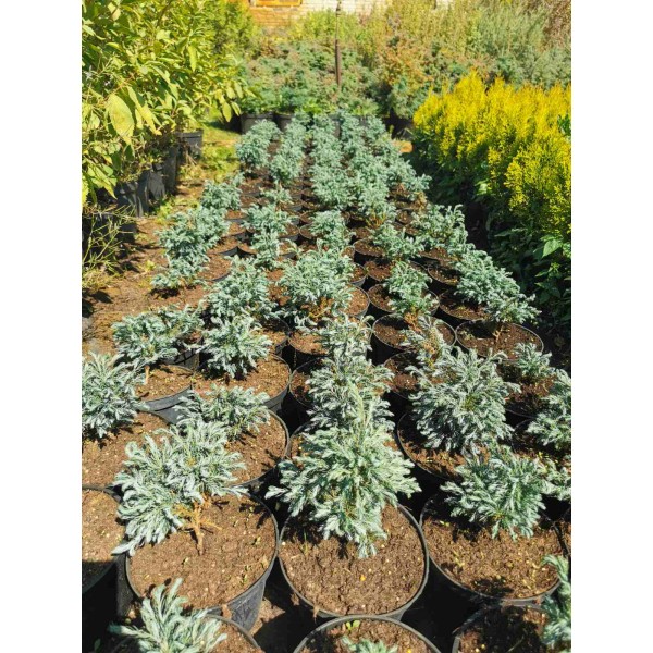 Кипарисовик горохоплодный Булевард (Chamaecyparis pisifera Boulevard) С5