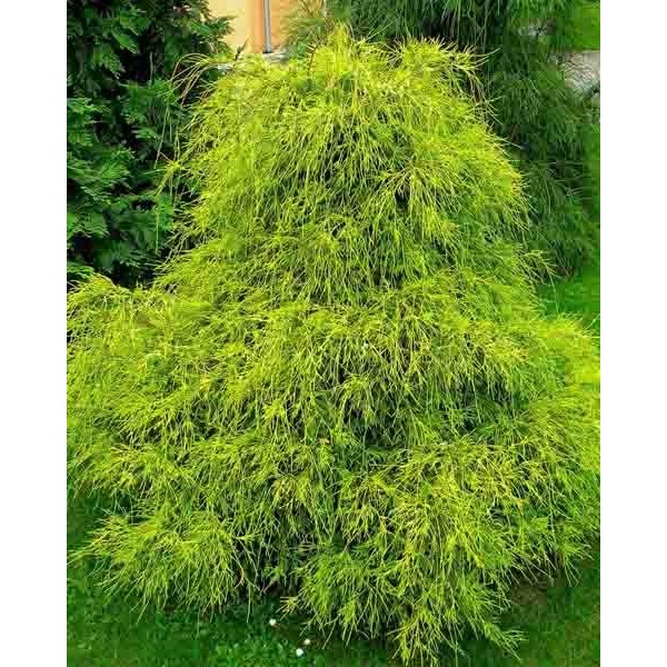 Кипарисовик горохоплодный Filifera Aurea (Chamaecyparis pisifera) C3