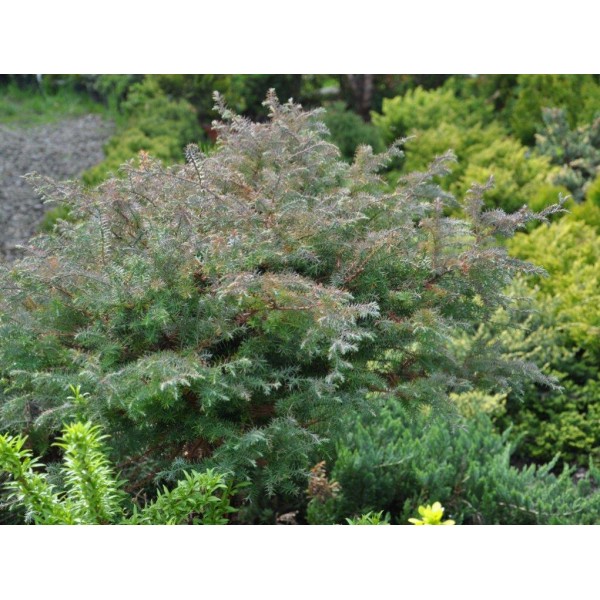 Кипарисовик горохоплодный Ломбартс (Chamaecyparis pisifera Squarrosa Lombarts) С7,5