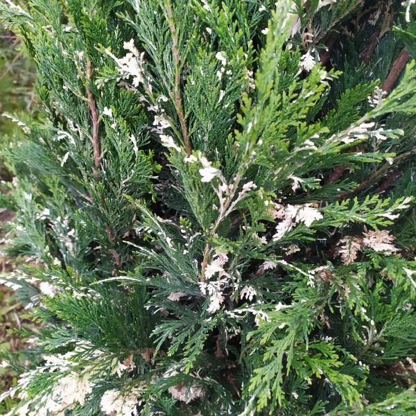 Кипарисовик Лавсона Аргентеовариегата (Chamaecyparis lawsoniana Argenteovariegata) С10