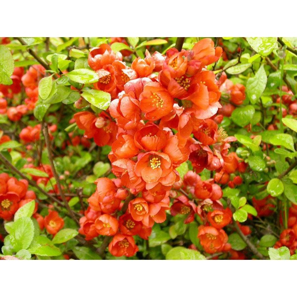 Айва японская или Хеномелес (Chaenomeles japonica) С3