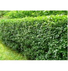 Бирючина обыкновенная (Ligustrum vulgare) С2