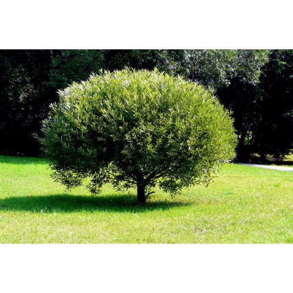 Ива ломкая шаровидная (Salix fragolis)