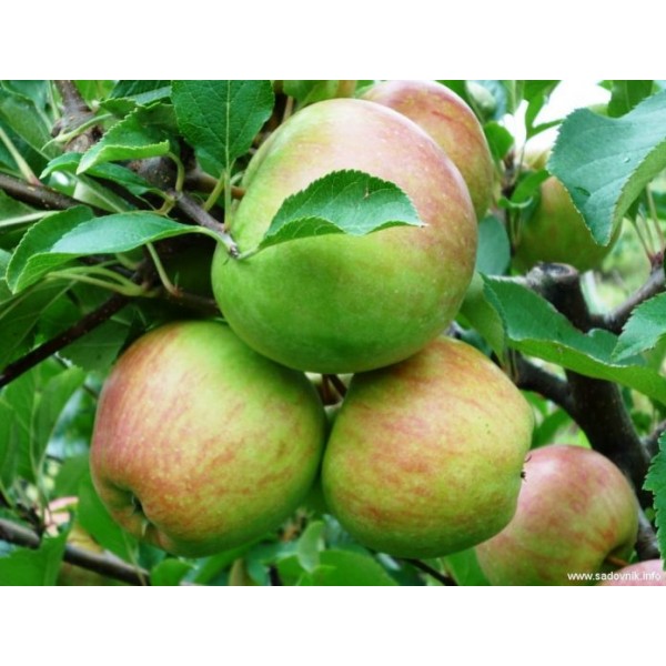 Яблоня Красавита в горшке  C7.5