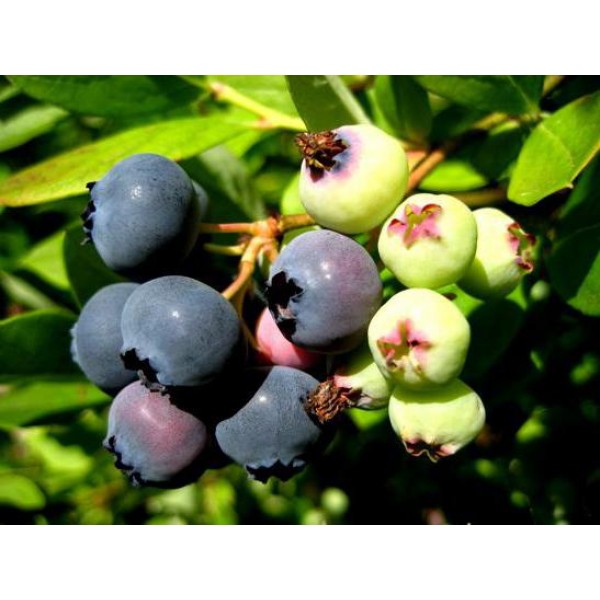 Голубика Блюкроп C30