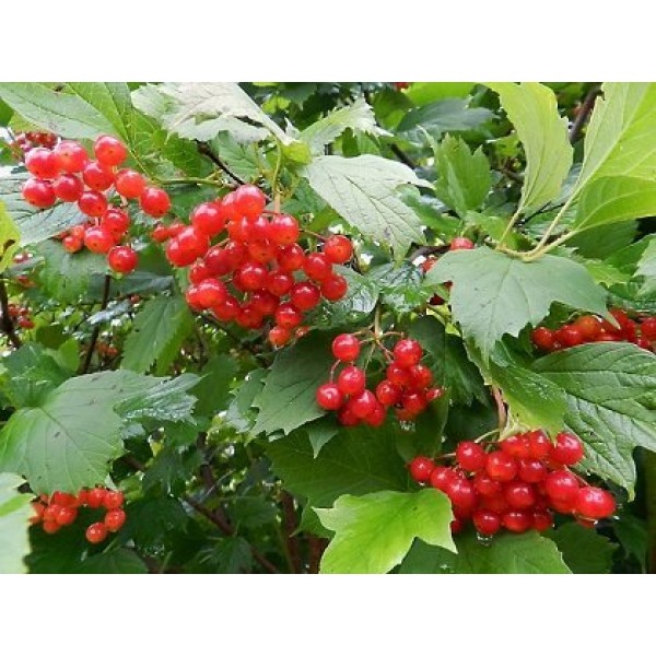 Калина Киевская садовая №2