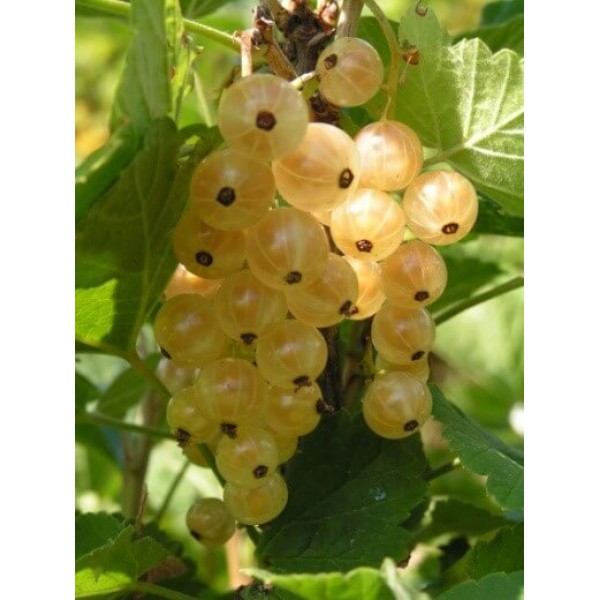 Смородина белая Виксне в горшке C3