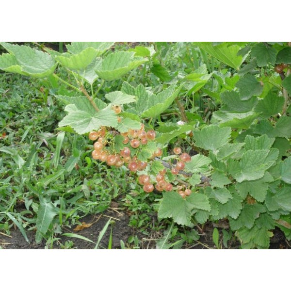 Смородина белая Ютерборгская в горшке C3