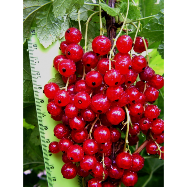 Смородина красная Фертоди в горшке C3