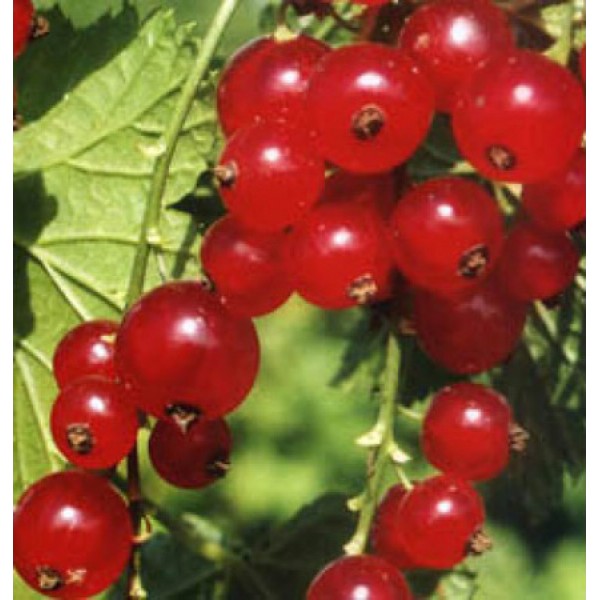 Смородина красная Фертоди в горшке C3