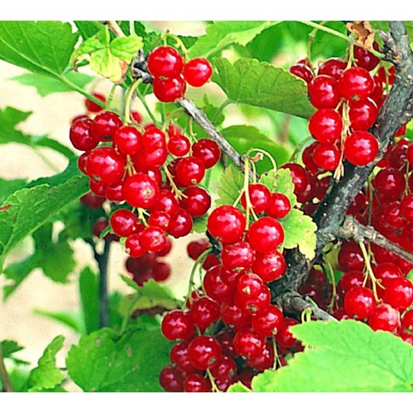 Смородина красная Ненаглядная в горшке C3