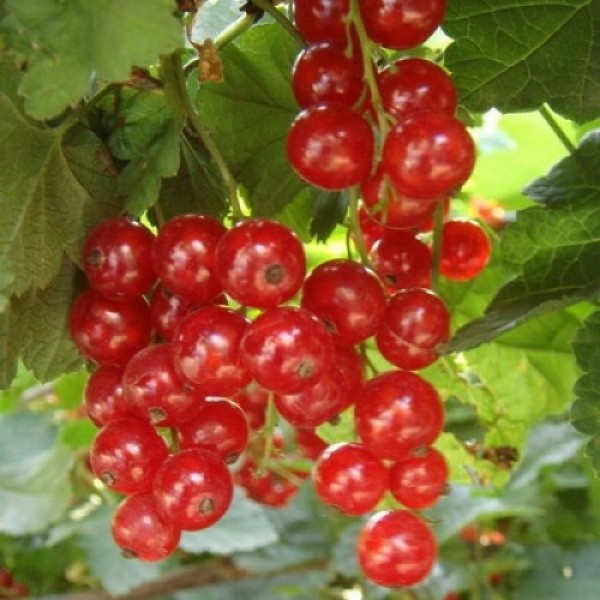 Смородина красная Ненаглядная в горшке C3