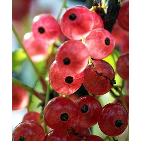 Смородина красная Пригажуня в горшке C3