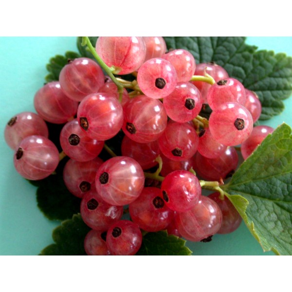 Смородина красная Пригажуня в горшке C3