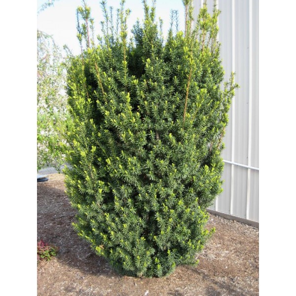 Тис средний Hicksii (Taxus x media) С2