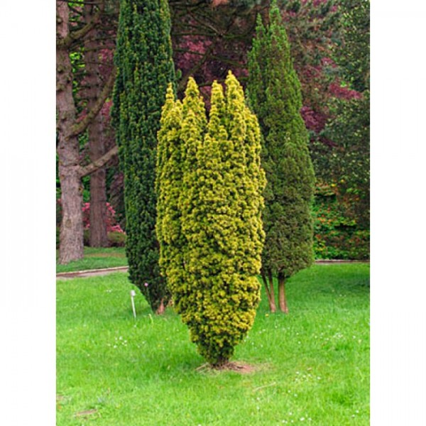 Тис ягодный Fastigiata Aurea (Taxus baccata) С5