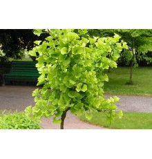 Гинкго Билоба (Ginkgo biloba) C2