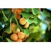 Гинкго Билоба (Ginkgo biloba) C2