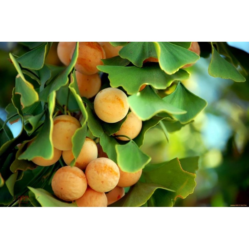 Гинкго Билоба (Ginkgo biloba) C2 Гинкго Билоба (Ginkgo biloba) C2