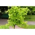 Гинкго Билоба (Ginkgo biloba) C2