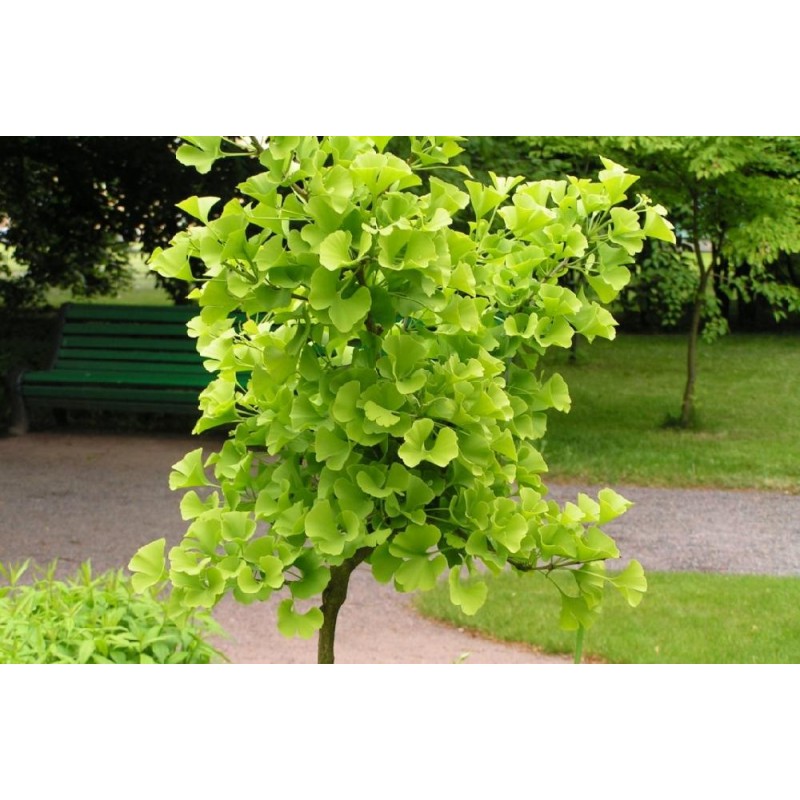 Гинкго Билоба (Ginkgo biloba) C2 Гинкго Билоба (Ginkgo biloba) C2
