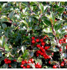 Падуб Мезерва Блю Принцесс (Ilex meserveae Blue Princess) C1