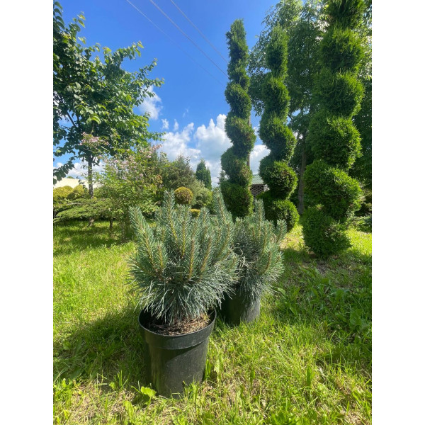 Сосна обыкновенная Шантри Блю (Pinus sylvestris Chantry Blue) С10