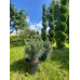 Сосна обыкновенная Шантри Блю (Pinus sylvestris Chantry Blue) С10
