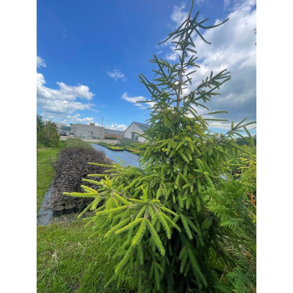 Ель обыкновенная Norrkoping (Picea abies) С35