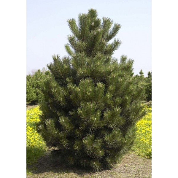 Сосна черная/австрийская (Pinus nigra) С10
