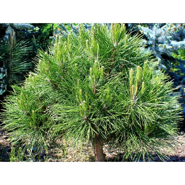 Сосна чёрная австрийская Спилберг (Pinus nigra Spielberg) C5
