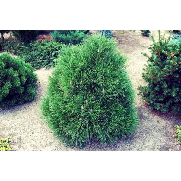 Сосна чёрная австрийская Спилберг (Pinus nigra Spielberg) C5