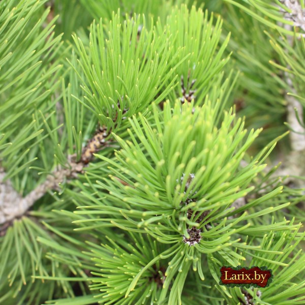 Сосна Гельдрейха Compact Gem (Pinus heldreichii) С5