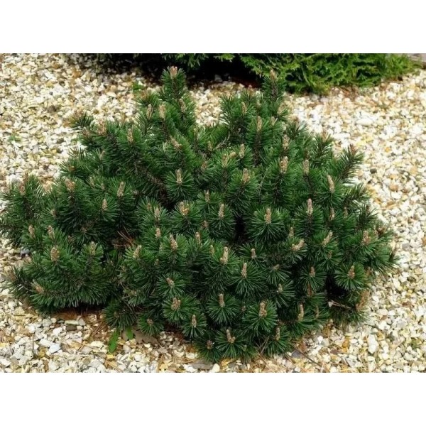 Сосна горная Хампи (Pinus mugo Humpy) C5