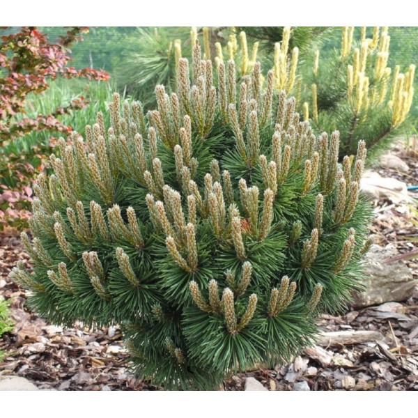 Сосна горная Хампи (Pinus mugo Humpy) C5