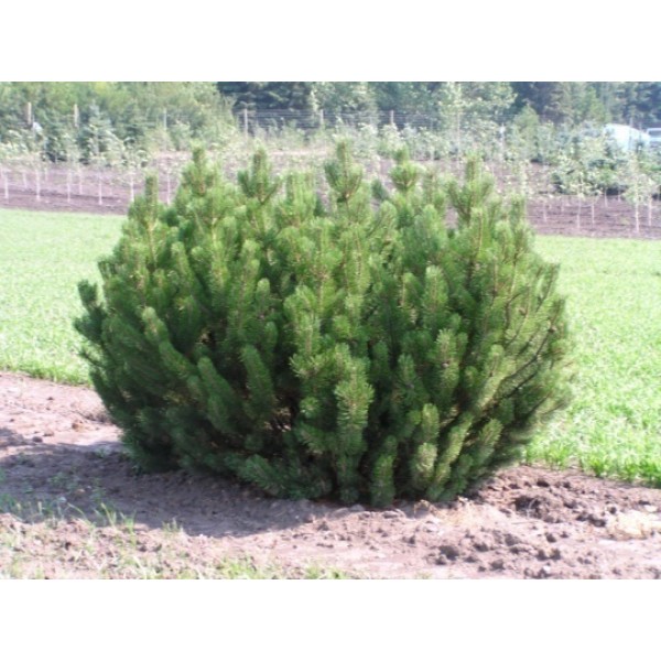 Сосна горная Pumilio  (Pinus mugo var. pumilio) С5