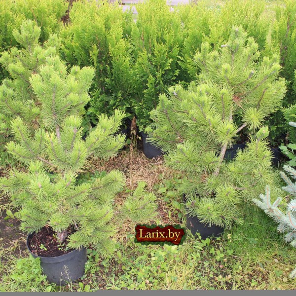 Сосна горная Winter Gold (Pinus mugo) С10