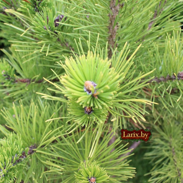 Сосна горная Winter Gold (Pinus mugo) С10