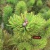 Сосна горная Winter Gold (Pinus mugo) С3 карликовая, кустарниковая форма, 20-25см высоты