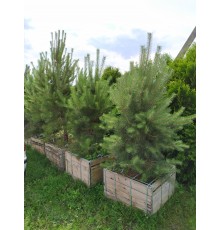 Сосна обыкновенная (Pinus sylvestris) 