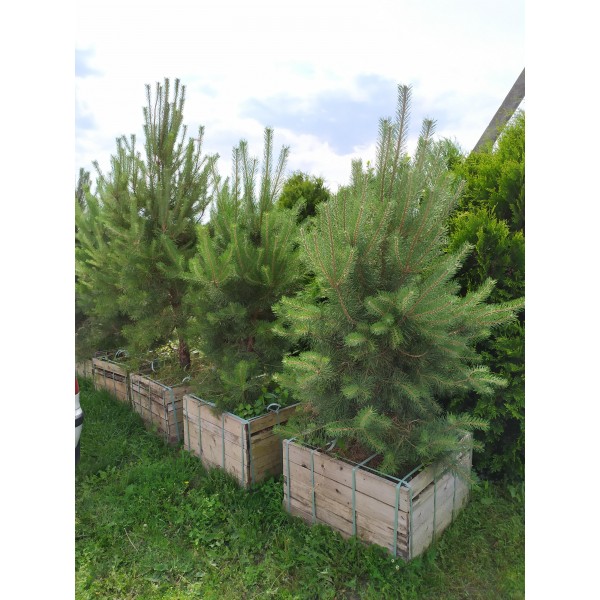 Сосна обыкновенная (Pinus sylvestris) 