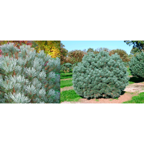 Сосна обыкновенная Watereri (Pinus sylvestris) С15
