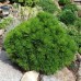 Сосна белокорая боснийская Шмидта (Pinus leucodermis Schmidtii) С2 сорт шаровидный сорт, 15-20см