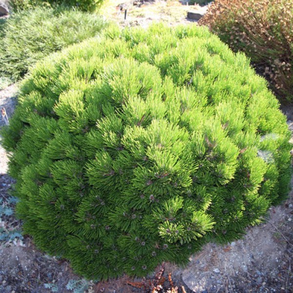 Сосна белокорая боснийская Шмидта (Pinus leucodermis Schmidtii) С2