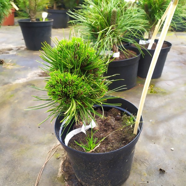 Сосна белокорая боснийская Шмидта (Pinus leucodermis Schmidtii) С2