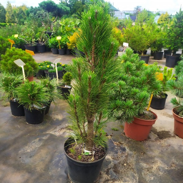 Сосна черная Грин Тауэр (Pinus nigra Green Tower) С5