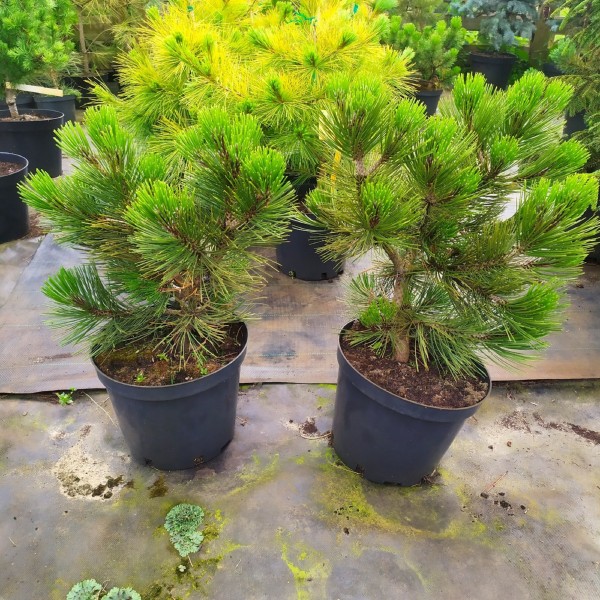 Сосна Гельдрейха Compact Gem (Pinus heldreichii) С5