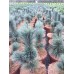 Сосна гибкая Cesarini Blue (Рinus flexilis) С10